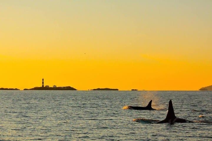 Sunset Whale-Watching from Victoria's Inner Harbour — Semi‑Covered Catamaran Experience
