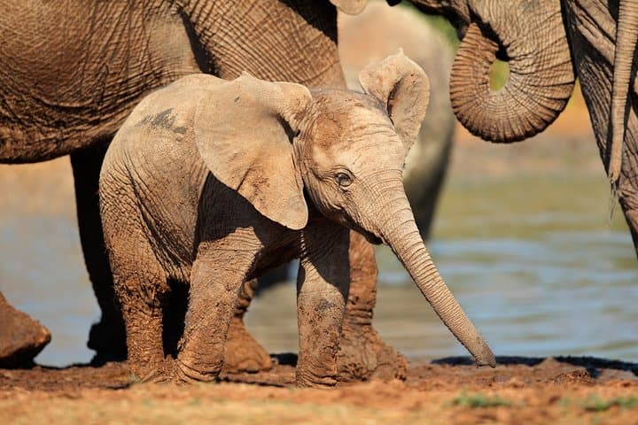 Addo Elephant Day Safari — Shore Excursion From Port Elizabeth (Gqeberha) photo 2