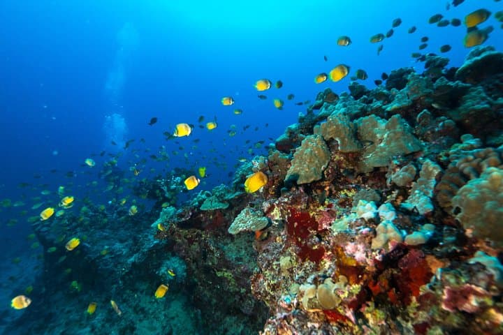 Two-Tank Reef Dives off Oahu: Certified Scuba from Kewalo Basin photo 5