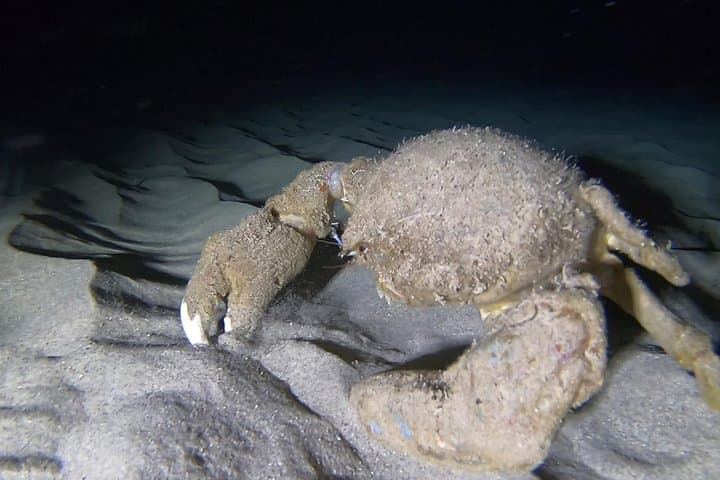 Oahu Night Dive — Certified 2-Tank Twilight & Night Scuba Charter photo 4