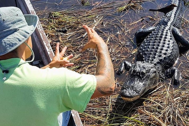 Explore Everglades National Park: Half-Day Tour with Naturalist-Led Walk and Airboat Adventure