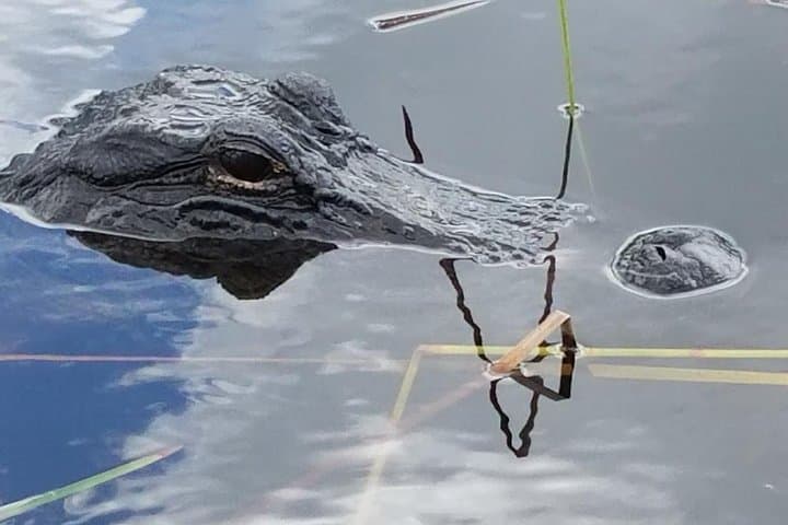 Explore Everglades National Park: Half-Day Tour with Naturalist-Led Walk and Airboat Adventure photo 2