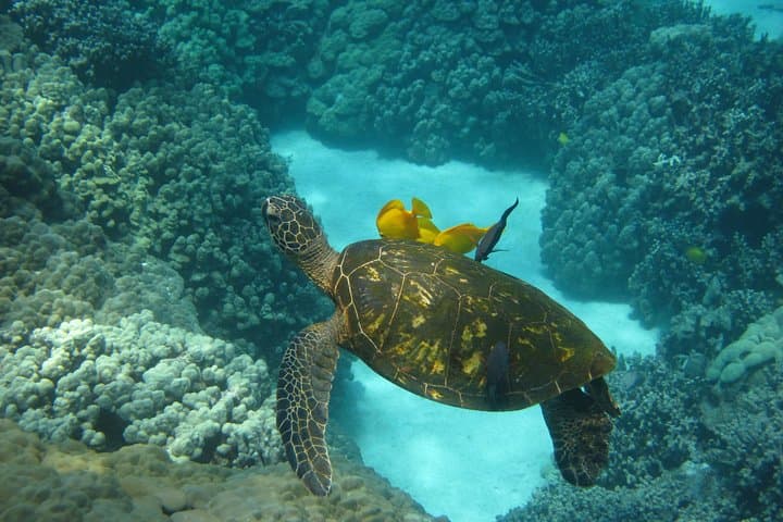 Kona's Deluxe Snorkel: Captain Cook Monument & Place of Refuge Adventure photo 3