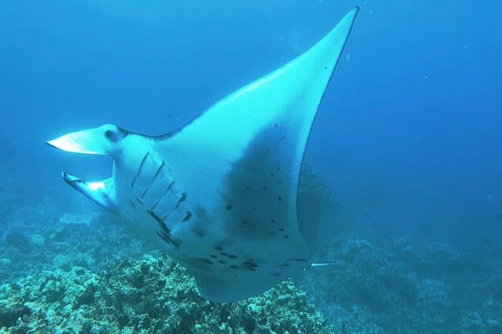 Kona Manta Ray Night Snorkel — Keauhou Bay Night Dive Guide photo 4
