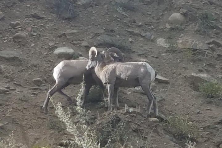 Breckenridge Ultimate Full-Day Mountain Tour from Denver: Continental Divide, Red Rocks & Sapphire Point photo 3