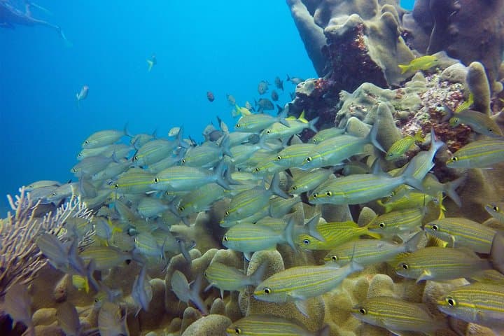 Sosúa Bay Snorkeling Tour from Puerto Plata: Coral Reefs, Turtles & Beach Time photo 2