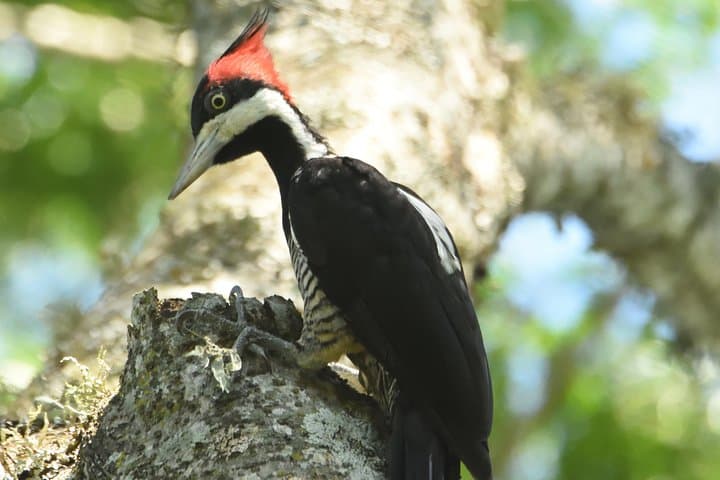 Morning Birding in the Humid Chaco: La Rafaela & Estancia La Playada