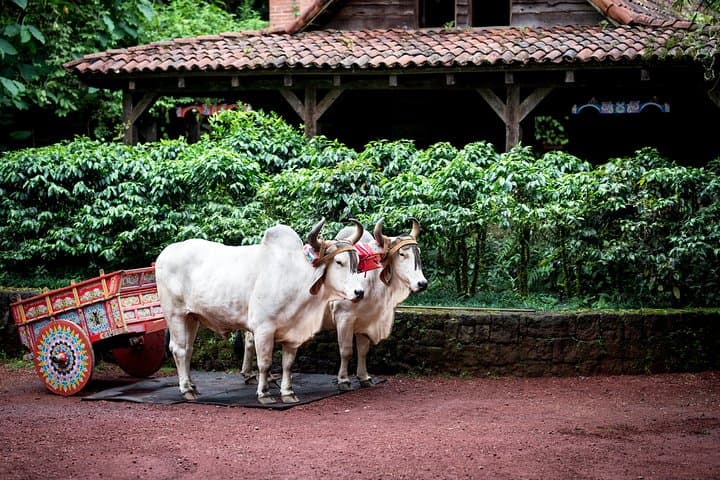 La Paz Waterfall Gardens Day Pass: Waterfalls, Wildlife & Cloud Forest Near San José photo 5