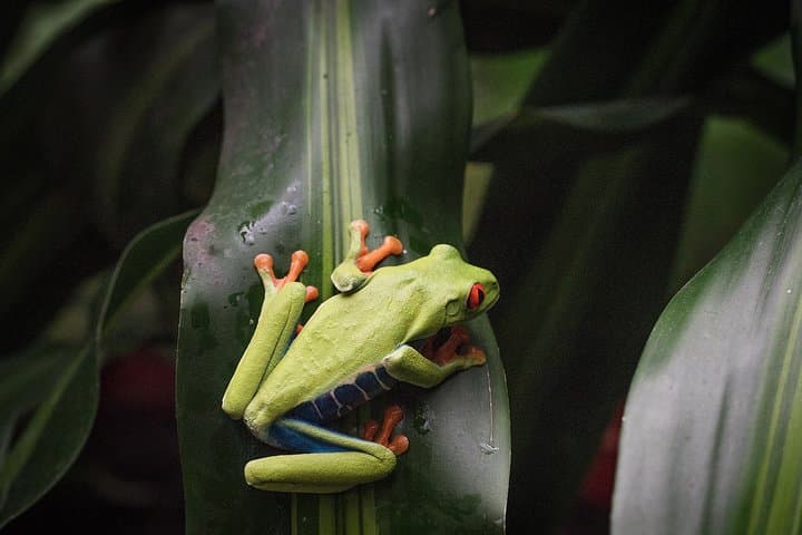La Paz Waterfall Gardens Day Pass: Waterfalls, Wildlife & Cloud Forest Near San José photo 6