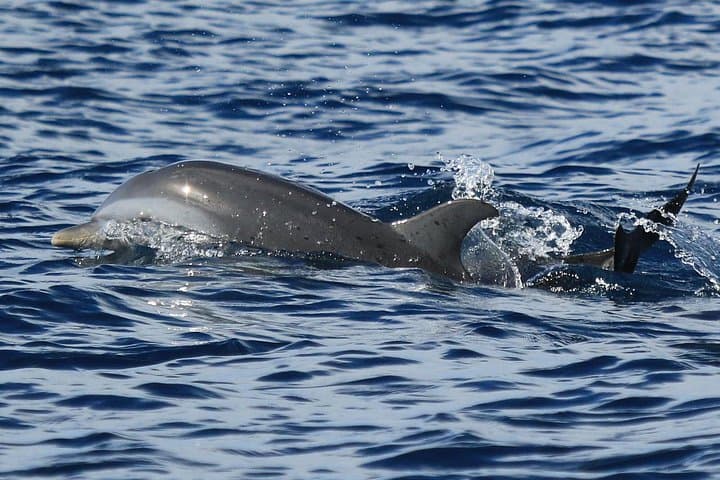 Dolphin Watching & Snorkeling in Martinique — AGOA Marine Morning Cruise photo 2