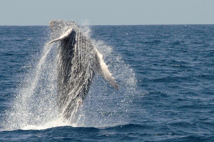 San Diego Whale Watching Cruise — Half-Day Sail for Gray, Blue & Humpback Whales photo 4