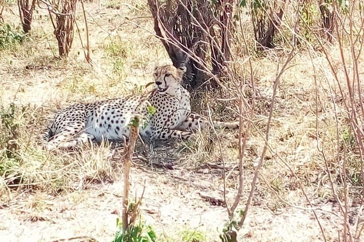 Mikumi National Park Full-Day Safari from Dar es Salaam: Day Trip Guide photo 4