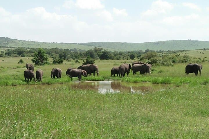 Mikumi National Park Full-Day Safari from Dar es Salaam: Day Trip Guide photo 5