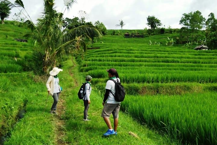 Jatiluwih Full-Day E‑Bike & Trekking: Ride UNESCO Rice Terraces with Lunch photo 2