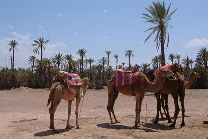 Palm-Grove Camel Ride Near Marrakech — 1-Hour Camel Trek with Hotel Pickup photo 3