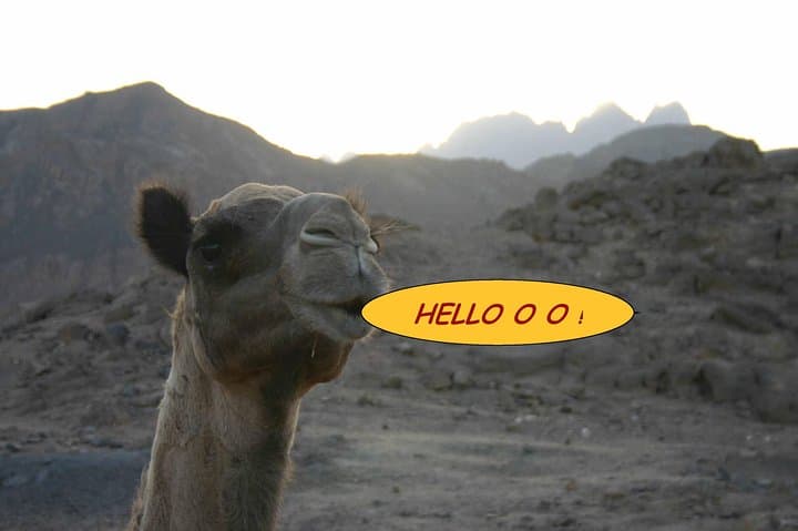 Hurghada Quad Safari & Bedouin Village Sunset Tour photo 4