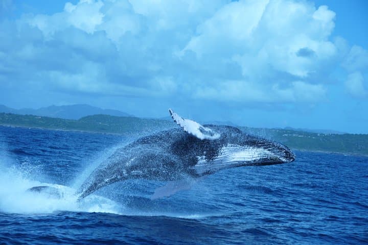 Whale Watching & Bacardi (Cayo Levantado) Island Day Trip from Punta Cana photo 3