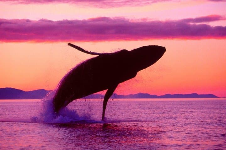 Whale Watching & Bacardi (Cayo Levantado) Island Day Trip from Punta Cana photo 6