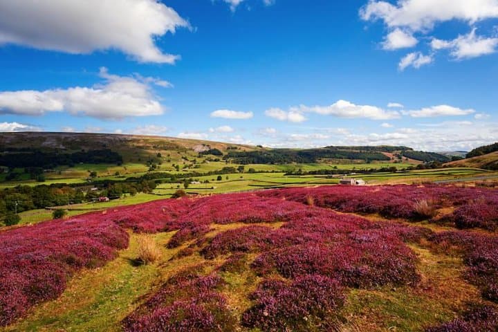 Yorkshire Dales Day Trip from York — Bolton Castle, Hawes & Wensleydale Cheese photo 3