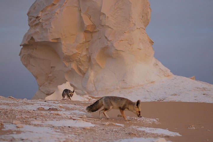 White Desert Safari & Bahariya Oasis: 2-Day Black and White Desert Adventure photo 1