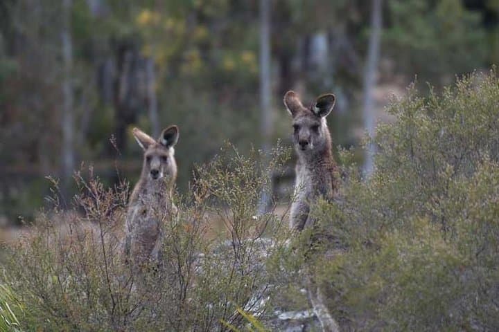 Blue Mountains Insider Day Tour from Sydney — Jamison Valley Walks, Wildlife & Hidden Lookouts photo 6