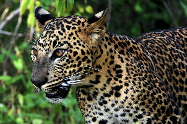 Private Yala National Park Safari — Early-Morning Jeep Tours for Leopards, Elephants & Sloth Bears photo 2
