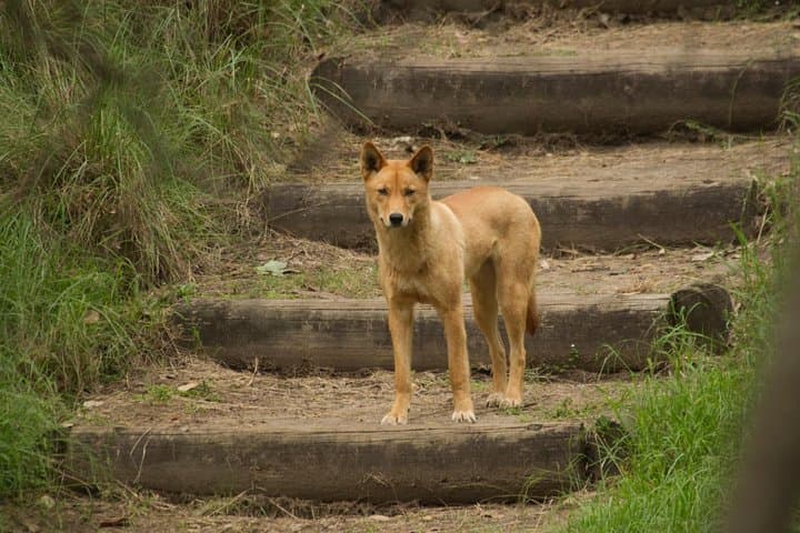 Blue Mountains Insider Tour from Sydney: Jamison Valley Walks & Featherdale Wildlife photo 5
