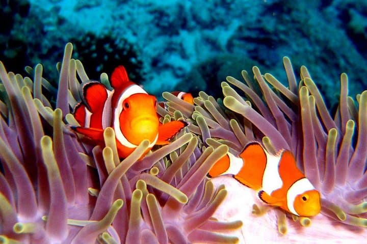 Rok & Haa Islands Speedboat Day Trip from Phuket — Snorkel Pristine Reefs photo 4