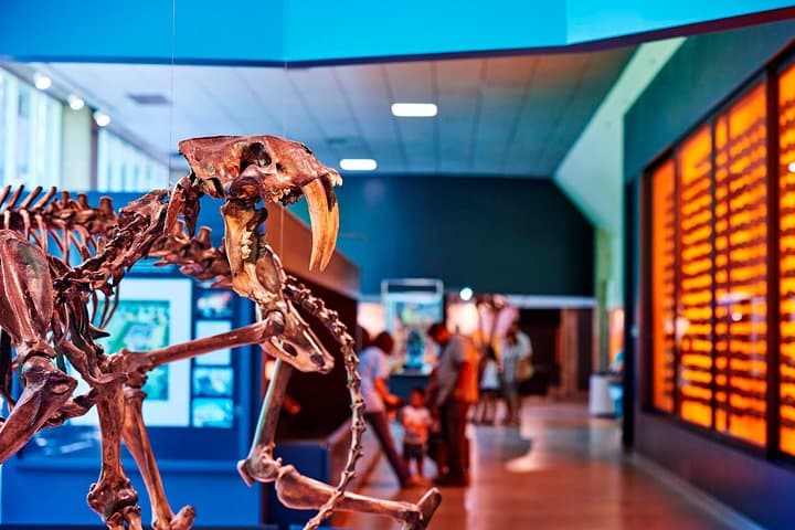La Brea Tar Pits & Excavator Tour — Explore L.A.'s Ice Age Fossils photo 3