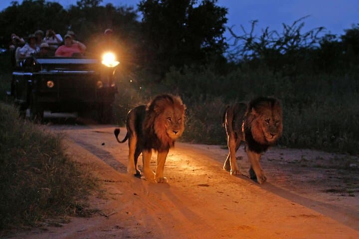 Night Game Drive & Bush Dinner near Victoria Falls — After-Dark Safari in Zimbabwe photo 1