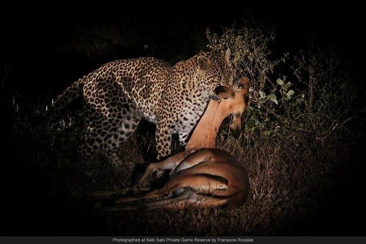 Night Game Drive & Bush Dinner near Victoria Falls — After-Dark Safari in Zimbabwe photo 3