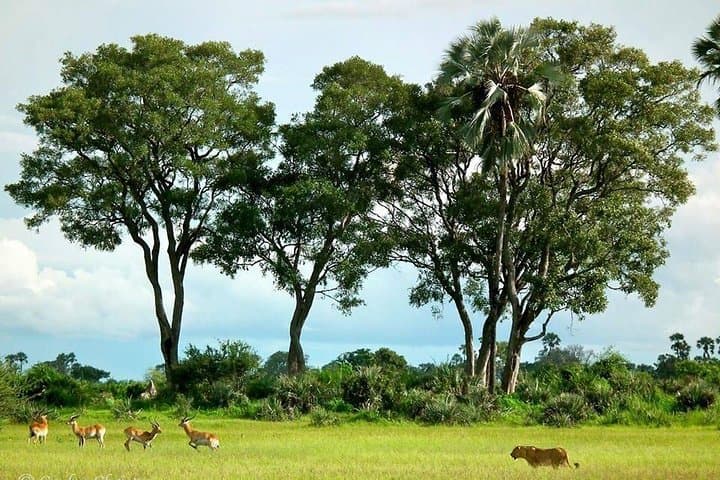 Chobe Private Game Drive and River Cruise from Kasane photo 4
