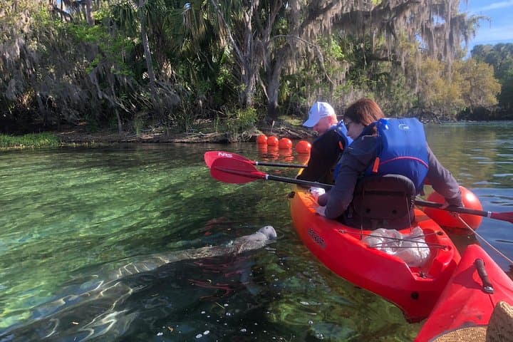 Blue Spring Manatee Kayak: Paddle Among Florida’s Sea Cows