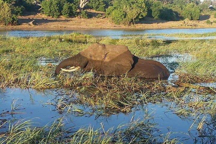 Chobe Safari & Victoria Falls Sunrise: Full-Day Game Drive and Boat Cruise Combo photo 2