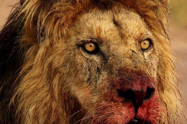 Chobe Safari & Victoria Falls Sunrise: Full-Day Game Drive and Boat Cruise Combo photo 1