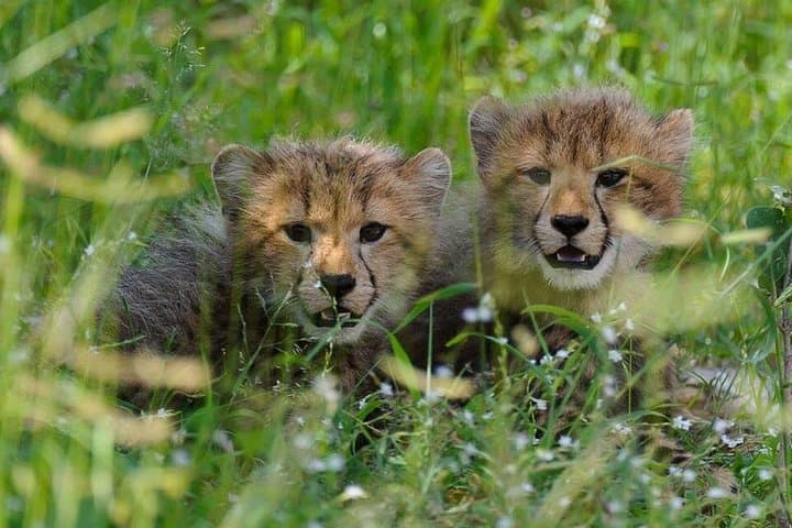 Chobe Safari & Victoria Falls Sunrise: Full-Day Game Drive and Boat Cruise Combo photo 3