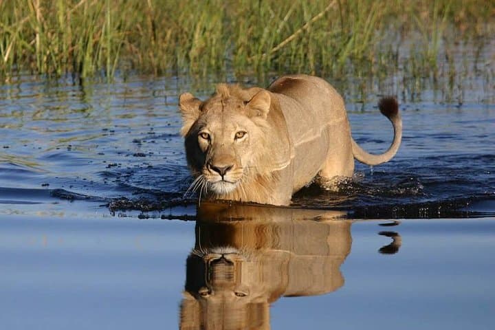 Chobe Private Game Drive and River Cruise from Kasane