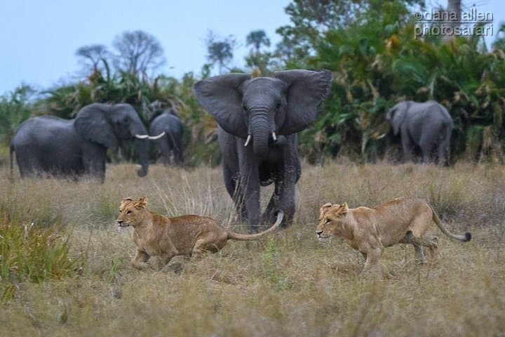 Chobe Private Game Drive and River Cruise from Kasane photo 5