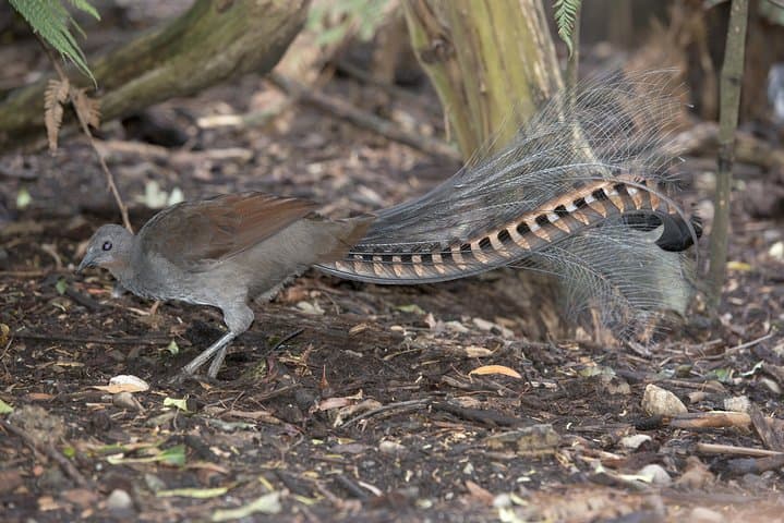 Private Dandenong Ranges Day Tour — Sherbrooke Forest, Alfred Nicholas & Olinda Gardens photo 5