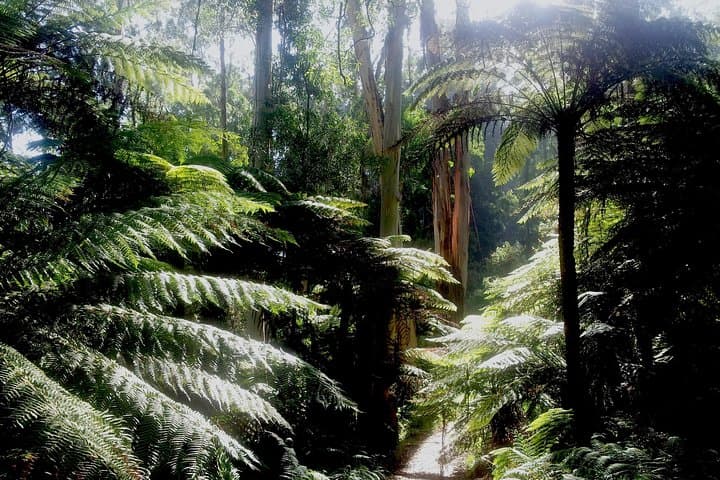Private Dandenong Ranges Day Tour — Sherbrooke Forest, Alfred Nicholas & Olinda Gardens photo 2
