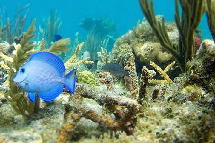 Southern BVI Snorkel: The Baths, Cooper Island & Norman Island Day Cruise photo 2