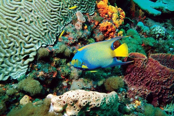 Tobago Buccoo Reef & Nylon Pool Glass-Bottom Boat Cruise — Scarborough Day Tour photo 4