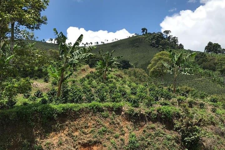 Private Full-Day Coffee Tour to Palmitas Farm from Medellín — Farm-to-Cup Coffee Experience photo 4