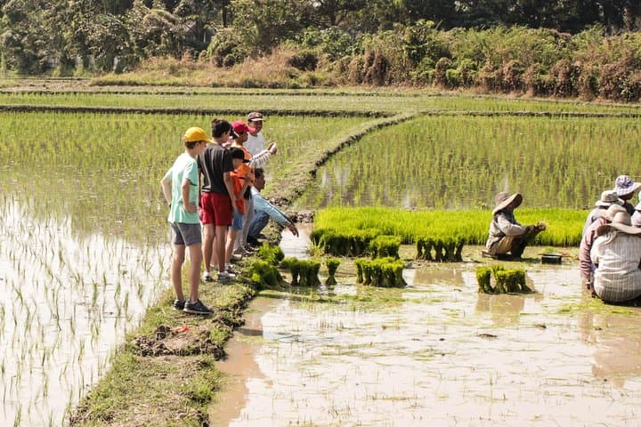 Half-Day Lanna Countryside Cycling Tour Chiang Mai: Rice Fields & Village Life photo 3