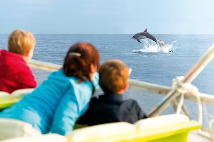 Sunrise Catamaran Dolphin Watching in Alcúdia — Mallorca Morning Cruise photo 1