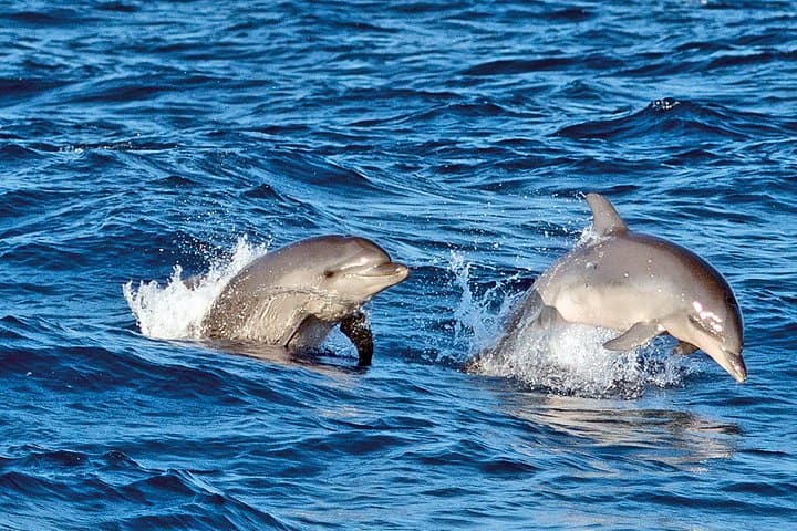 Sunrise Catamaran Dolphin Watching in Alcúdia — Mallorca Morning Cruise photo 3