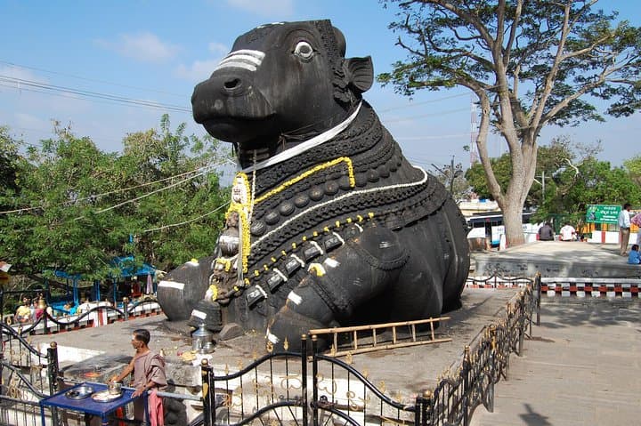 7-Day Karnataka–Kerala Nature Tour: Mysore, Wayanad, Munnar & Alleppey photo 4