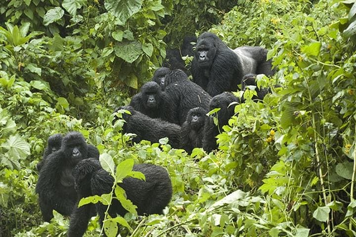 3-Day Gorilla Trekking in Bwindi Impenetrable National Park — Uganda Gorilla Safari photo 1