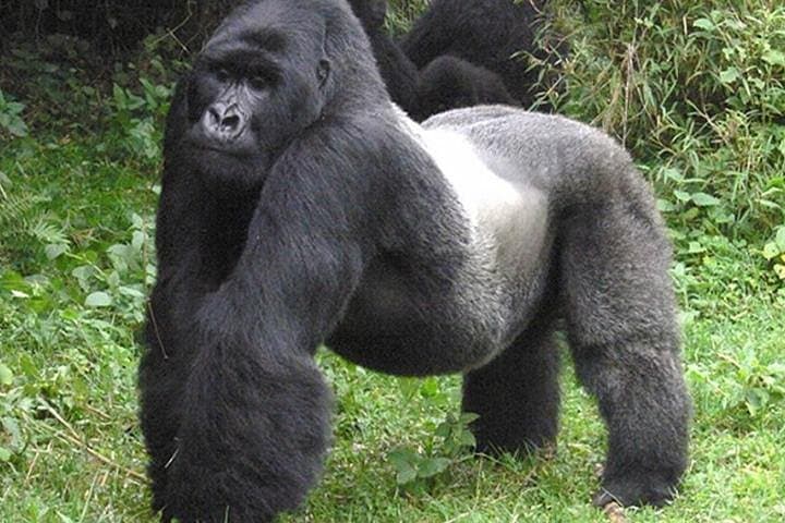 3-Day Gorilla Trekking in Bwindi Impenetrable National Park — Uganda Gorilla Safari photo 2