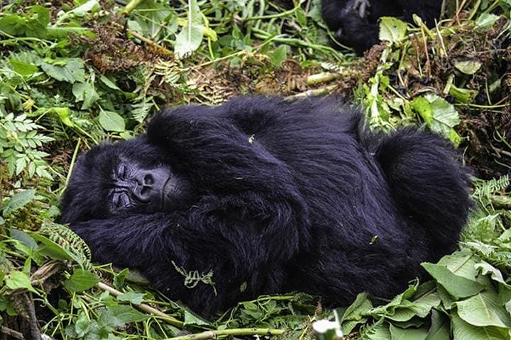 3-Day Gorilla Trekking in Bwindi Impenetrable National Park — Uganda Gorilla Safari photo 3